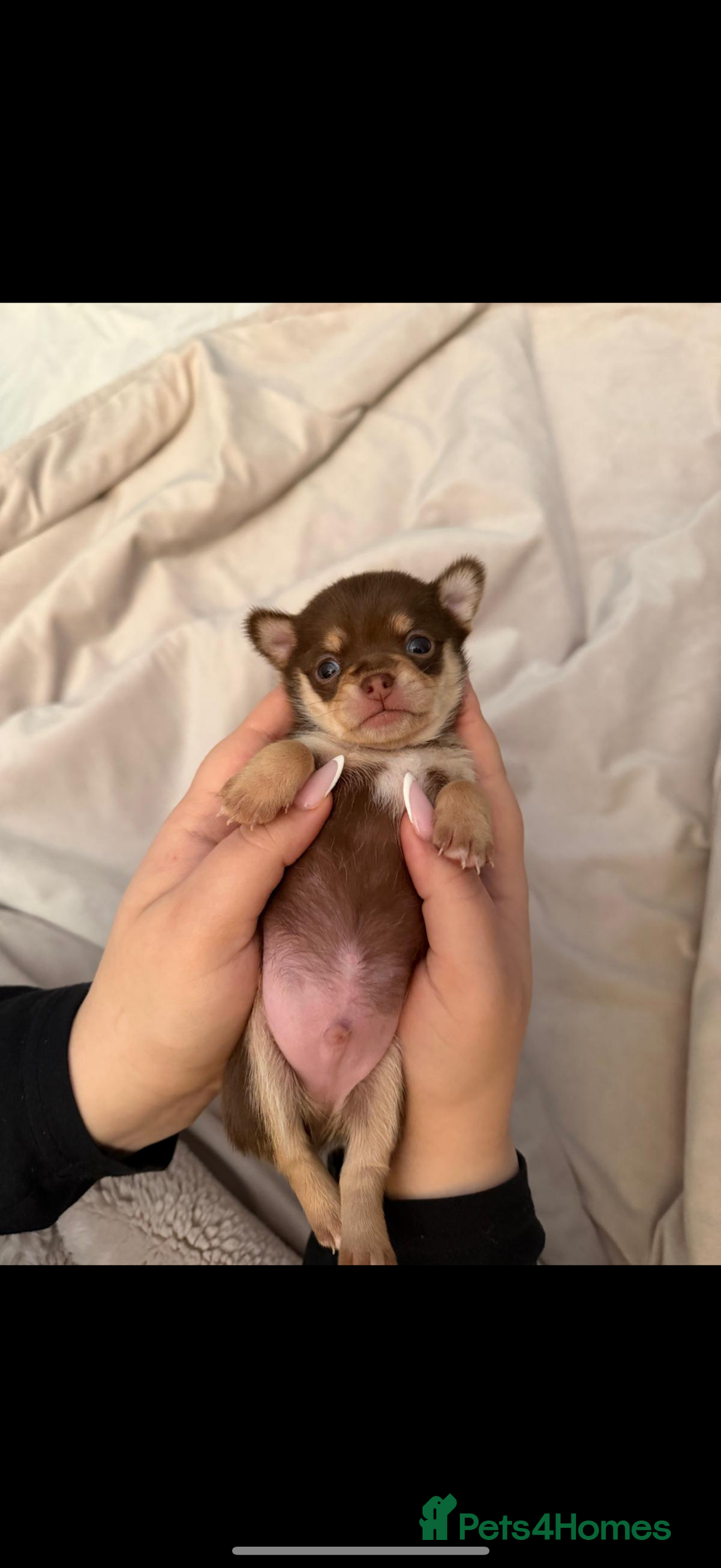 Chihuahua dogs for sale: Beautiful Cream & chocolate tan Chihuahuas! - Advert 10