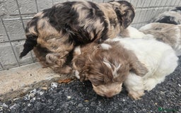 Cockapoo dogs for sale: Cockapoo puppies 🐶  - Image 11