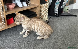Bengal cats for sale: Snow bengal kitten /male - Image 13