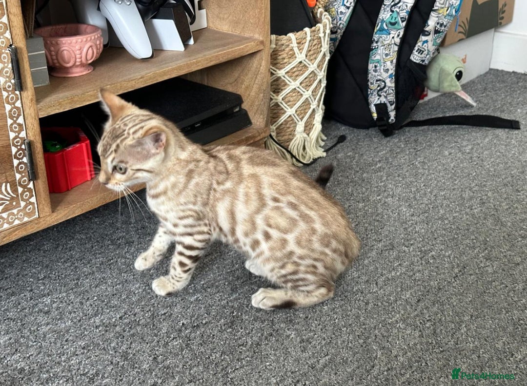 Bengal cats for sale: Snow bengal kitten /male - Image 13