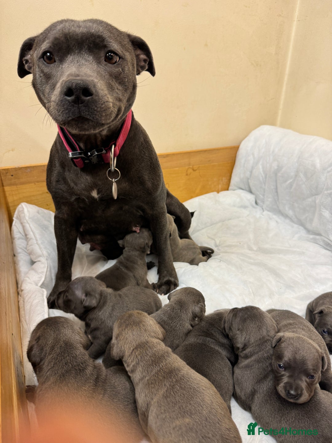 Staffordshire Bull Terrier dogs for sale: KC & DNA tested Staffordshire Bull Terrier Puppies - Advert 1