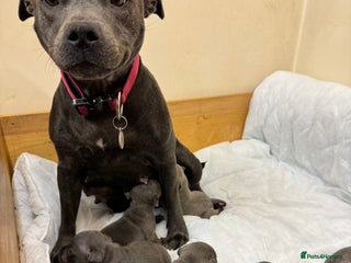 Staffordshire Bull Terrier dogs KC & DNA tested Staffordshire Bull Terrier Puppies - Advert 8