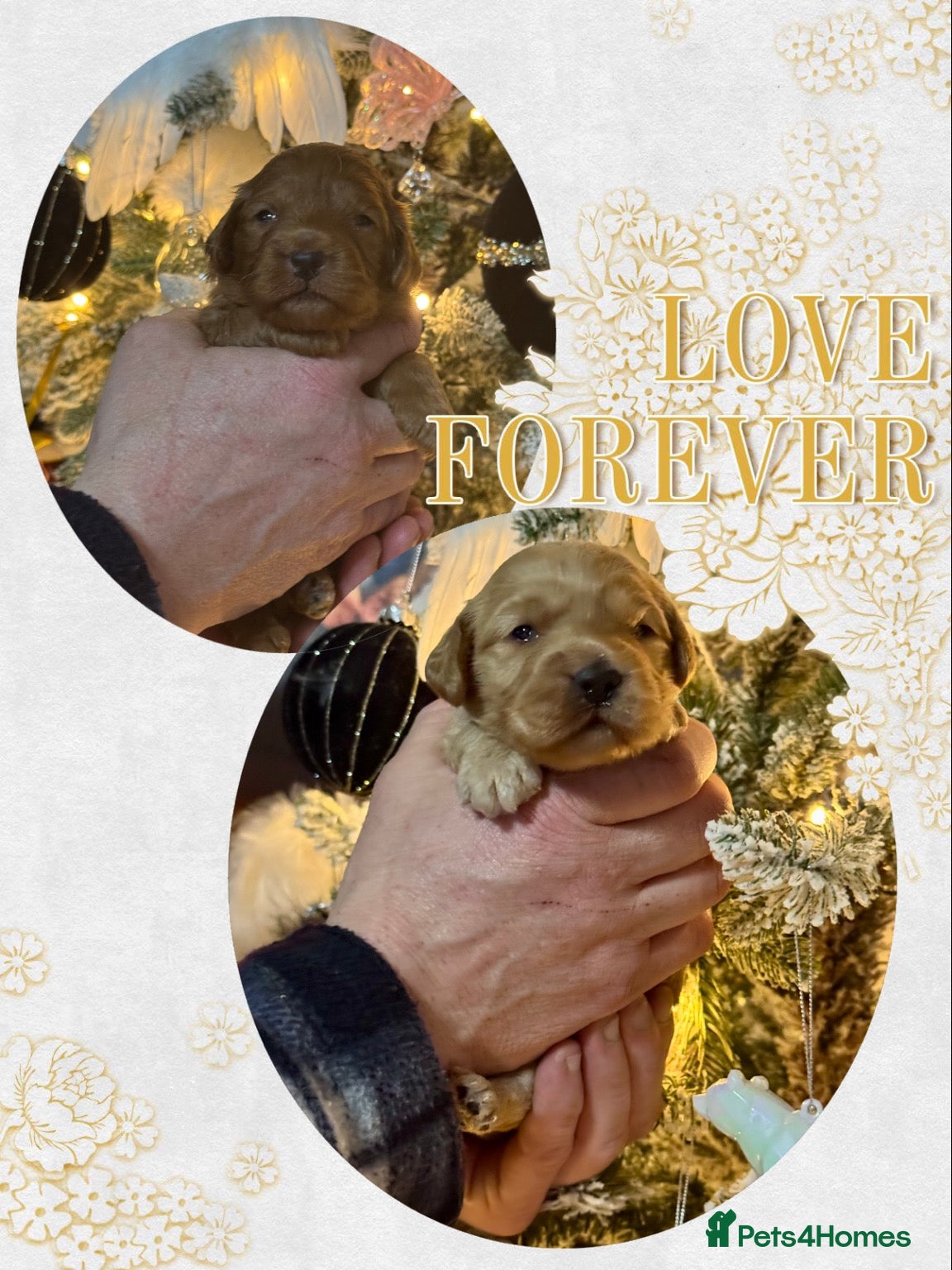 Cockapoo dogs 2 girls left f1 Cockerpoo puppies dna clear  - Advert 4