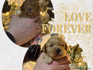 Cockapoo dogs 2 girls left f1 Cockerpoo puppies dna clear - Advert 3