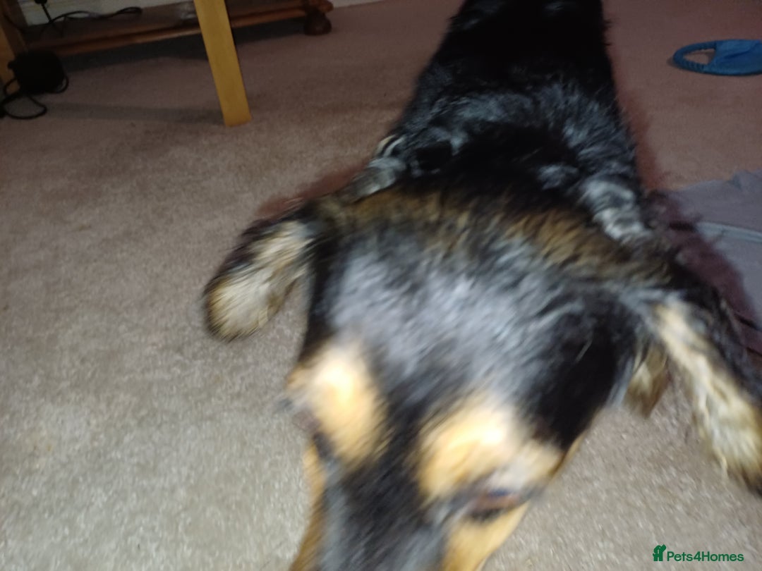 Mixed Breed dogs for adoption: Meet Sweet KATIA !  She needs a new Loving HOME... - Image 9
