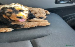 Cockapoo dogs for sale: STUNNING COCKAPOO - Image 9