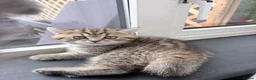 British Shorthair cats for sale: 🐾 Elite Male British Shorthair Kitten - Advert 9