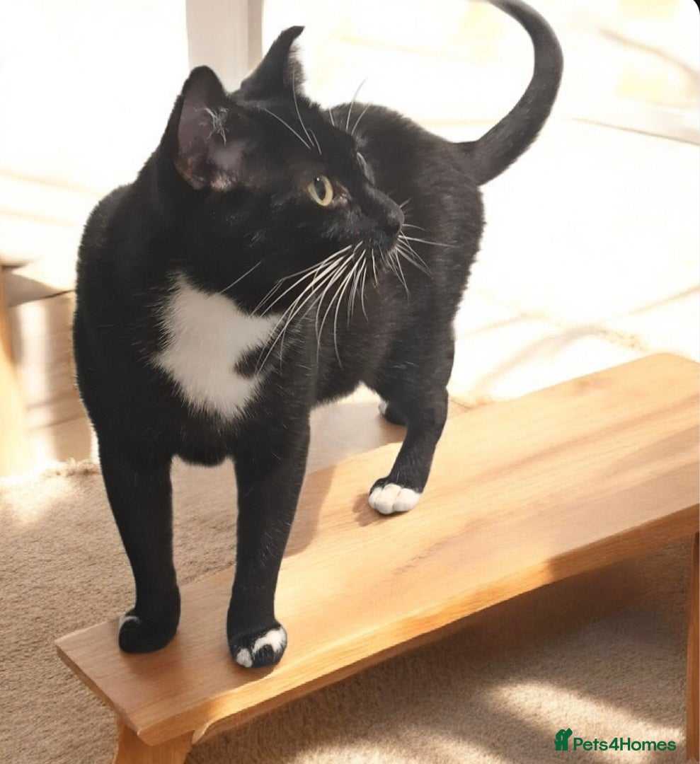 Domestic Shorthair cats Meet Jake A Gentle Soul Ready for His Forever Home - Advert 1