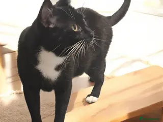 Domestic Shorthair cats Meet Jake A Gentle Soul Ready for His Forever Home - Advert 1