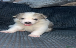 Akita dogs for sale: American Akita puppy’s  - Image 22