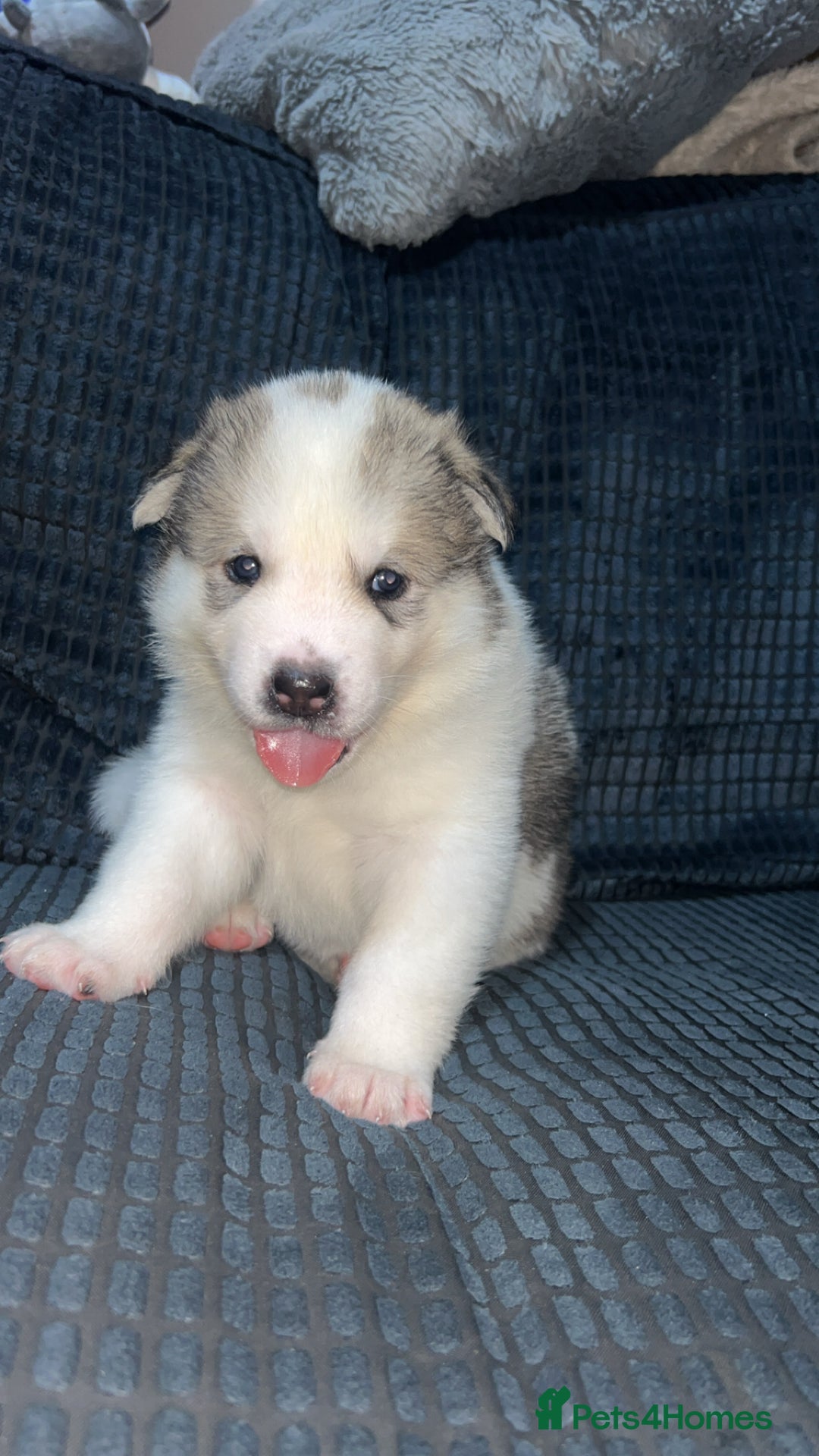 Akita dogs for sale: American Akita puppy’s  - Image 22
