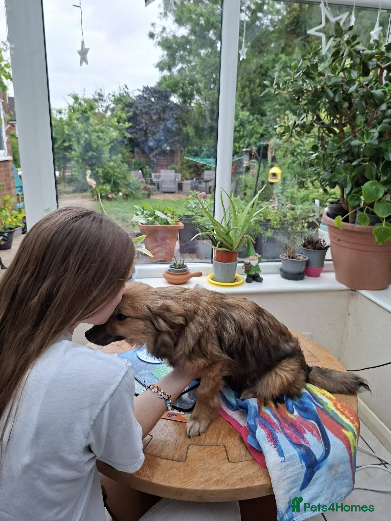Mixed Breed dogs for adoption: Blossom for adoption in Bedford - Advert 4