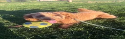 Cockapoo dogs for sale: 1.5 year old male cockapoo in Barnsley - Advert 5
