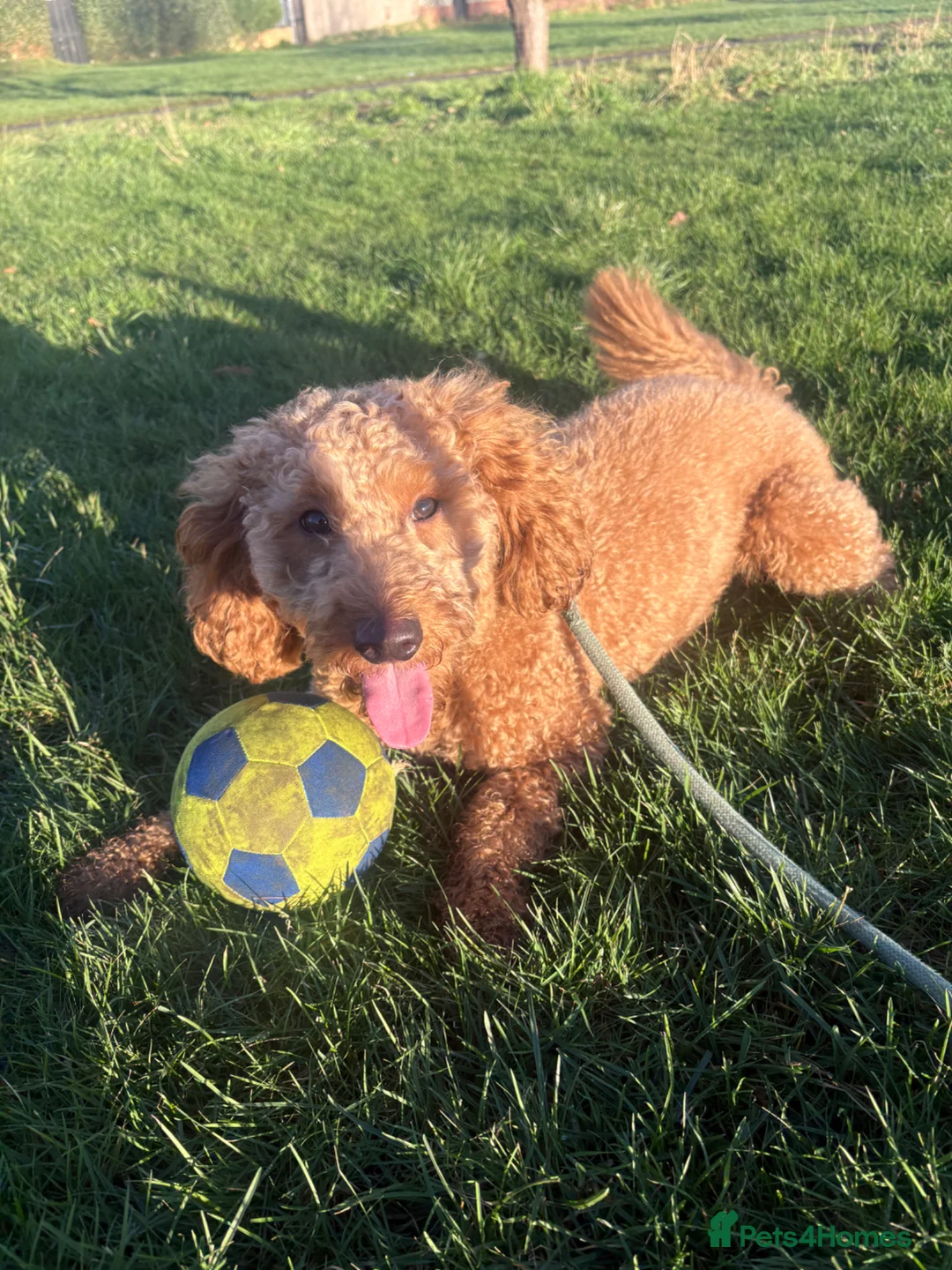 Cockapoo dogs for sale: 1.5 year old male cockapoo in Barnsley - Advert 5