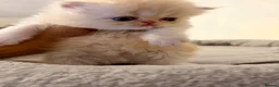 Persian cats for sale: Pure bred   **  cream shaded Persian kitten  in Hounslow - Advert 8