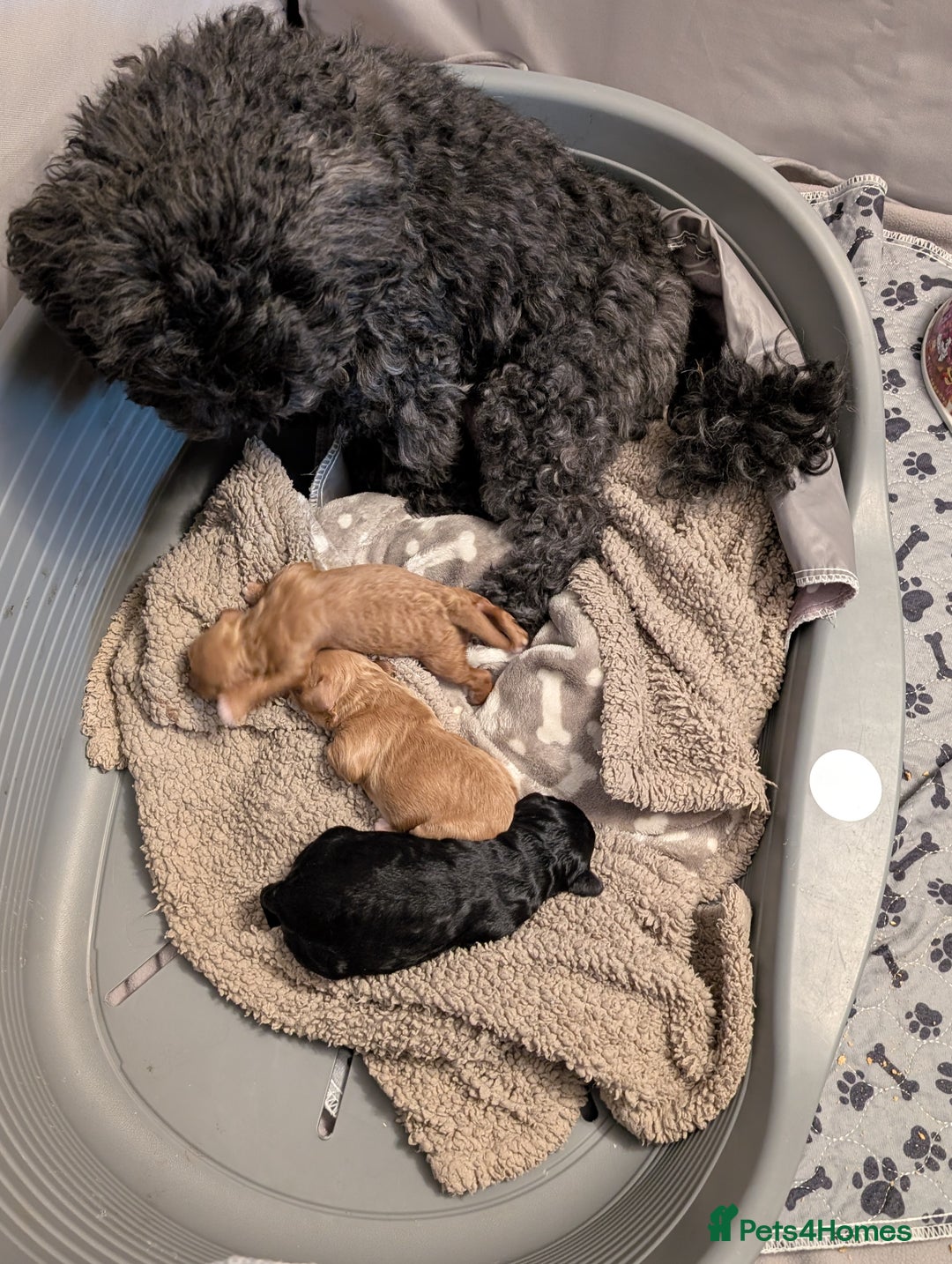 Lhasapoo dogs for sale: Female Lhasapoo for sale - Advert 11