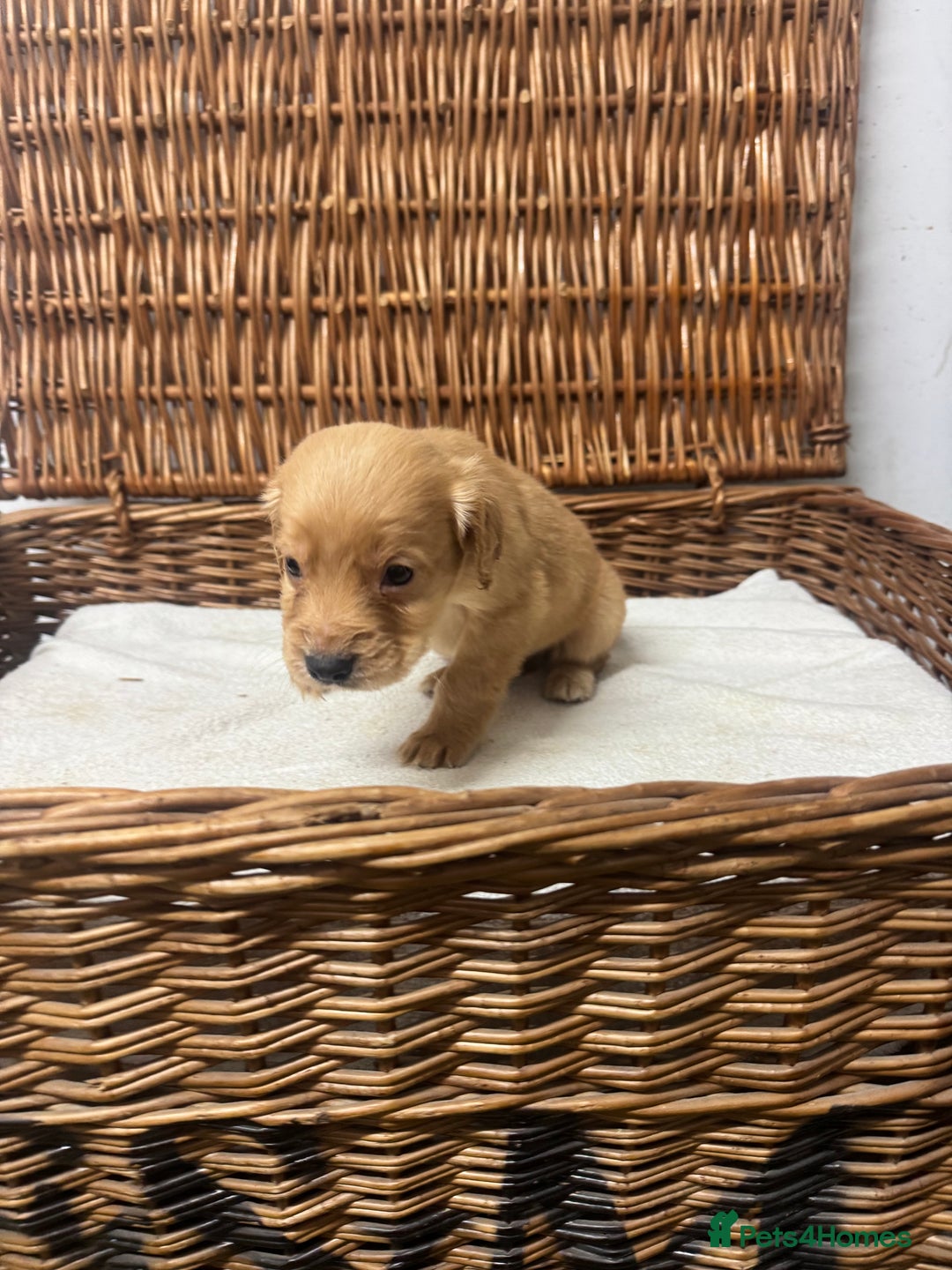 Cocker Spaniel dogs for sale: Fully DNA health tested cocker spaniel puppies - Advert 17
