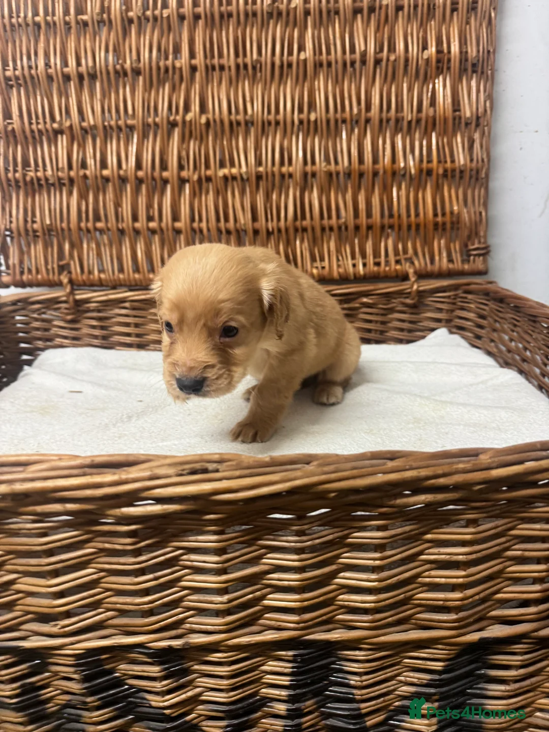 Cocker Spaniel dogs for sale: Fully DNA health tested cocker spaniel puppies - Advert 17