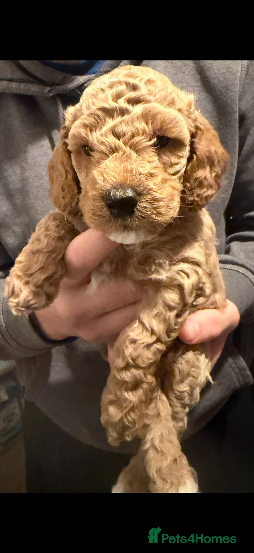 Cockapoo dogs for sale: 1 beautiful little girl 1 beautiful boy 🩷💙 - Advert 2