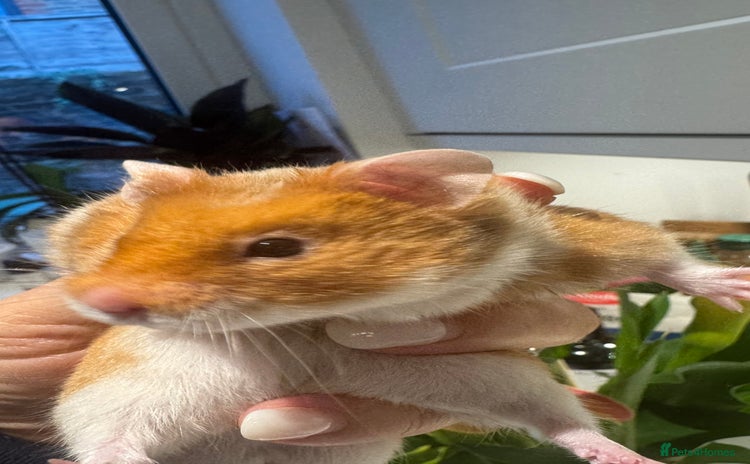 Hamster rodents in High Wycombe - Advert 17