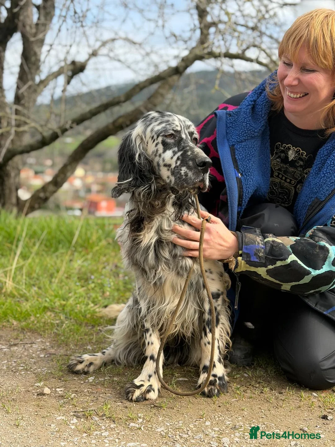 English Setter dogs for adoption: Bruno - Advert 5