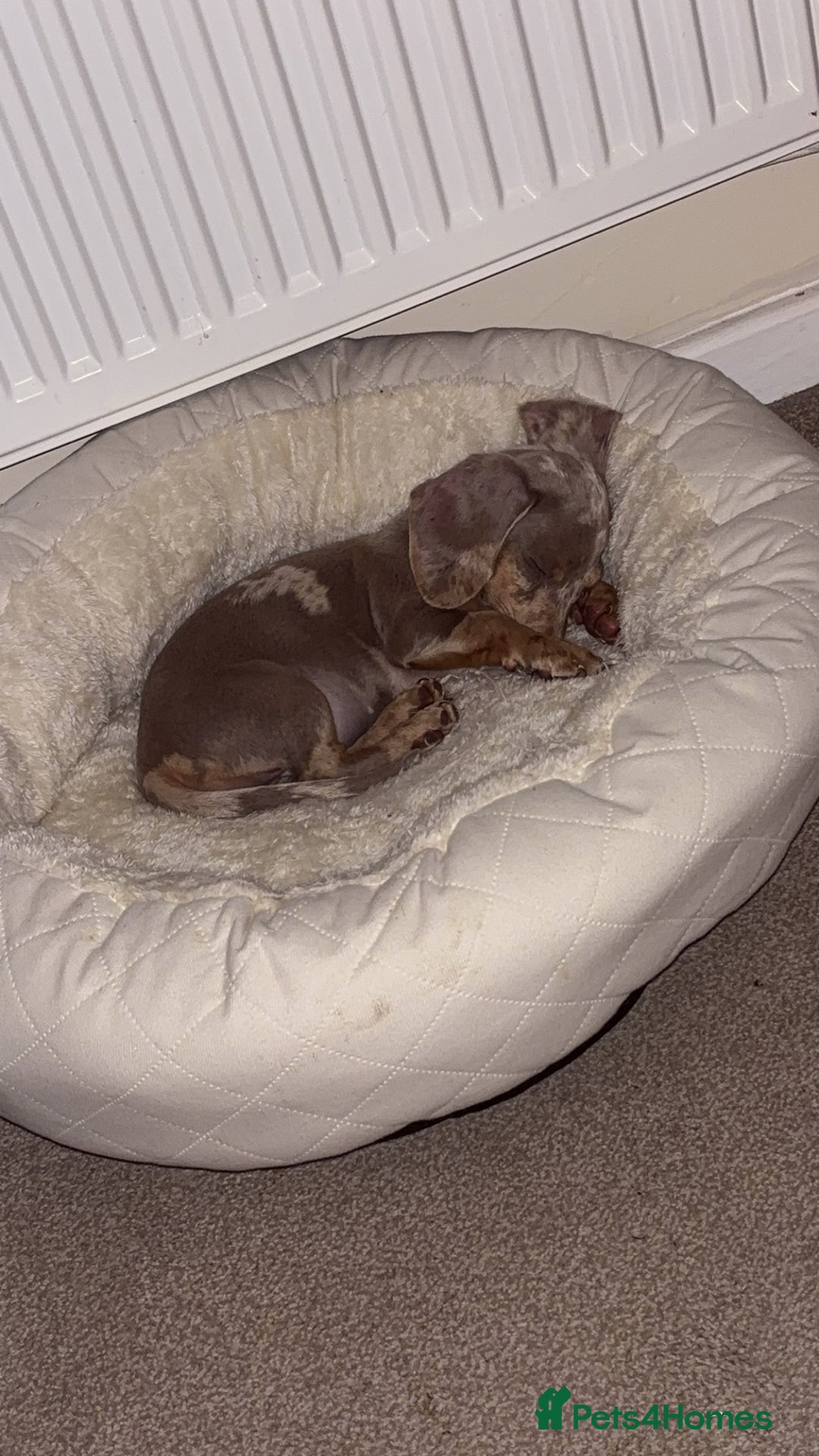 Miniature Dachshund dogs for sale: Stunning miniature dachshunds in Kidderminster - Image 8