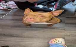 American Bully dogs for sale: Micro bully female  - Image 2