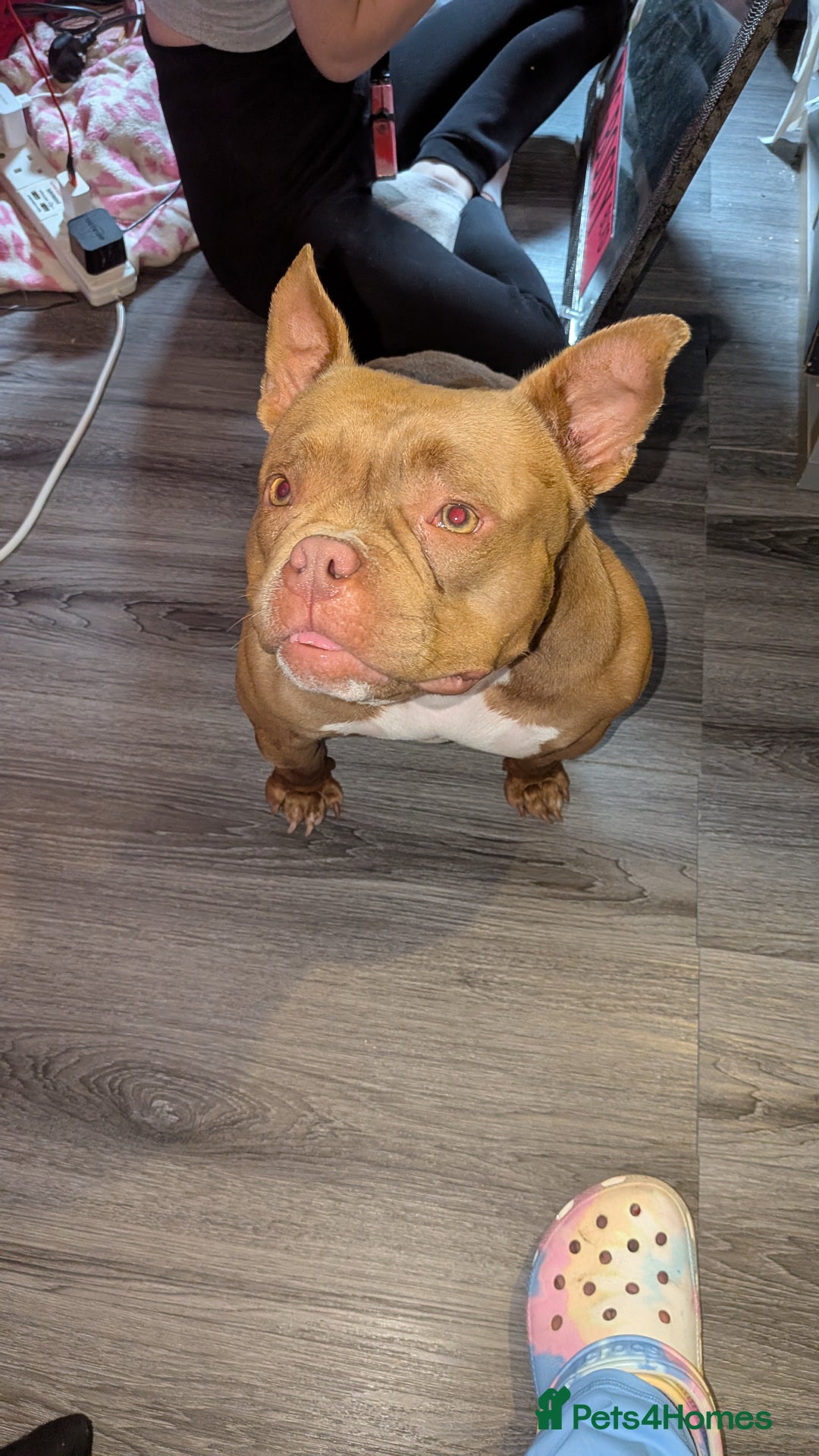 American Bully dogs for sale: Micro bully female  - Image 2