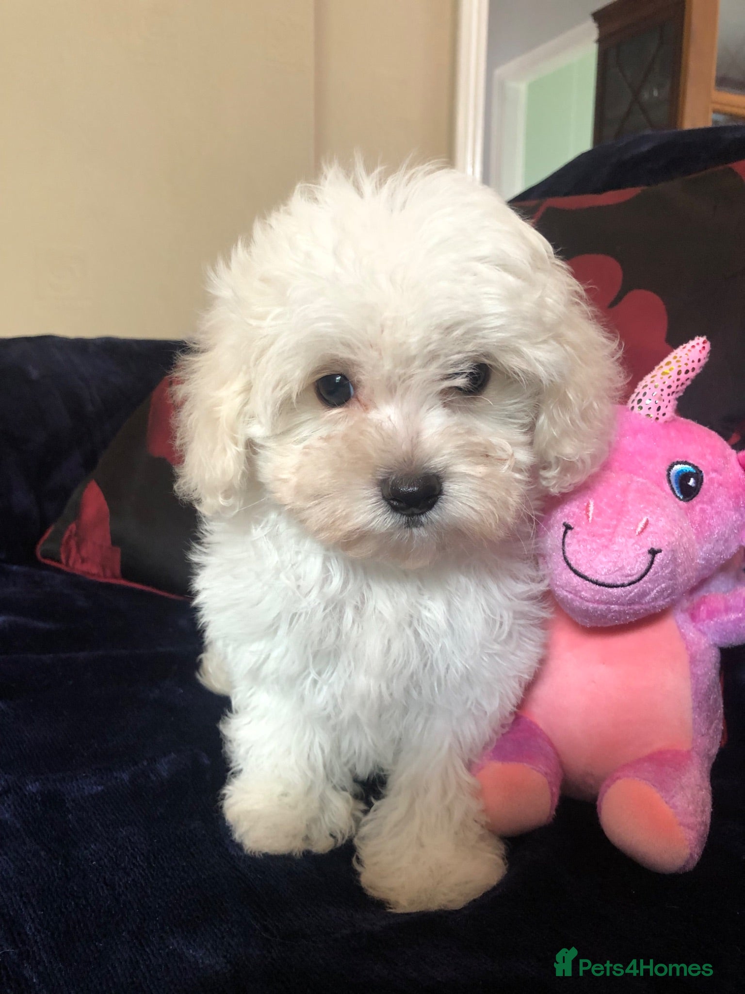 Mixed Breed dogs shihpoo x maltese puppies for sale - Advert 2