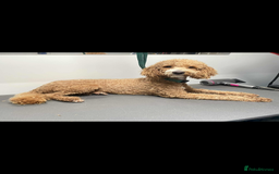 Poodle dogs for sale: Poodle x  - Image 1