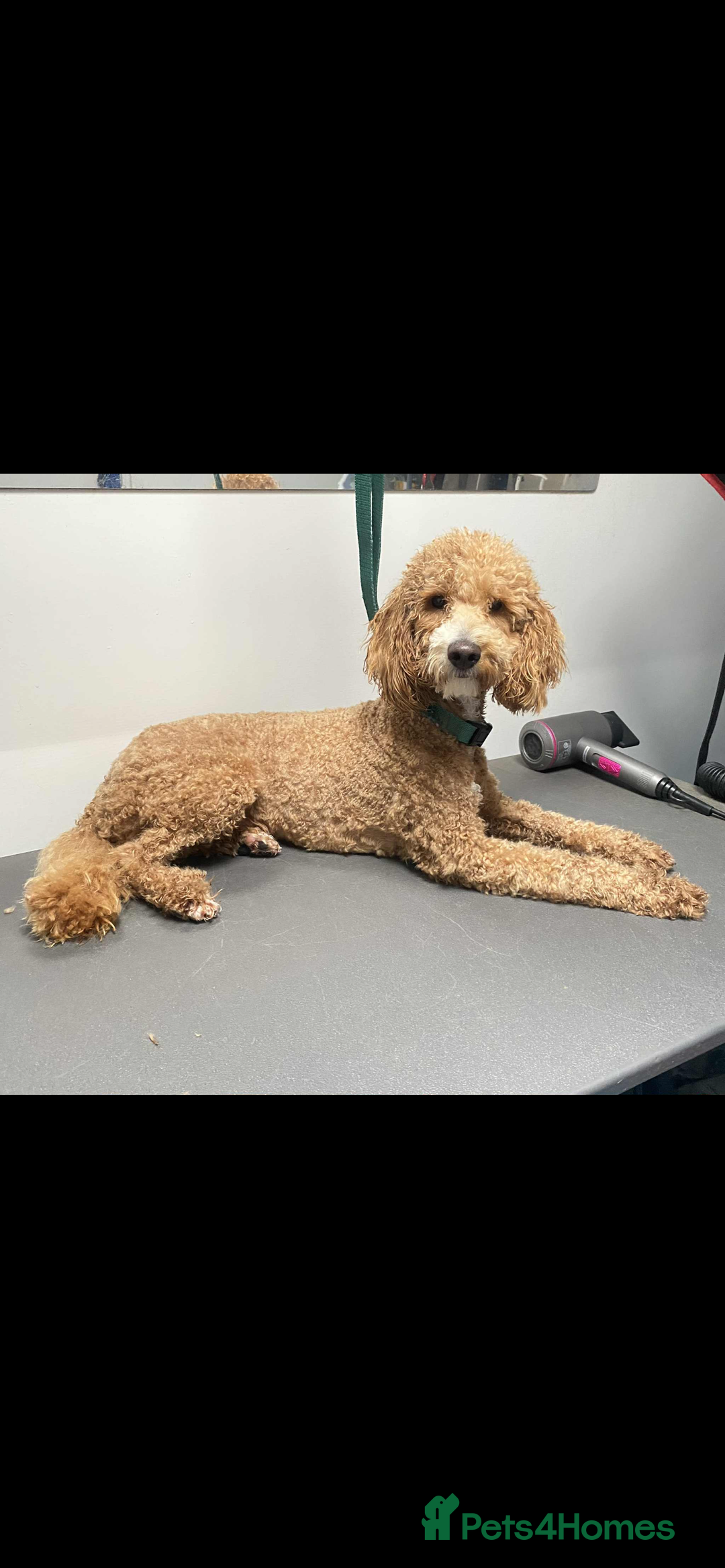Poodle dogs for sale: Poodle x  - Image 1