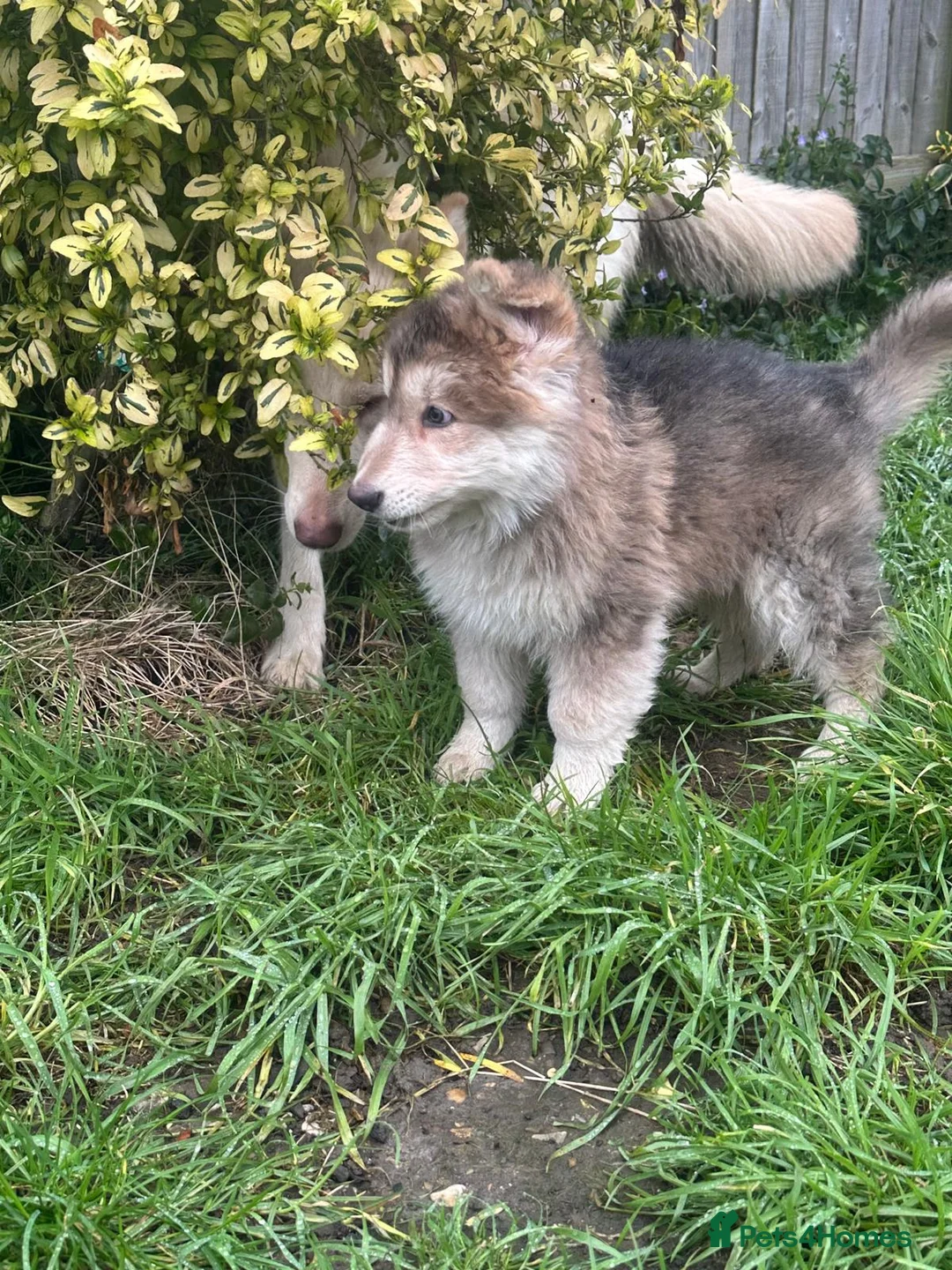 German Shepherd dogs for sale: Otto 🐾 - Advert 4