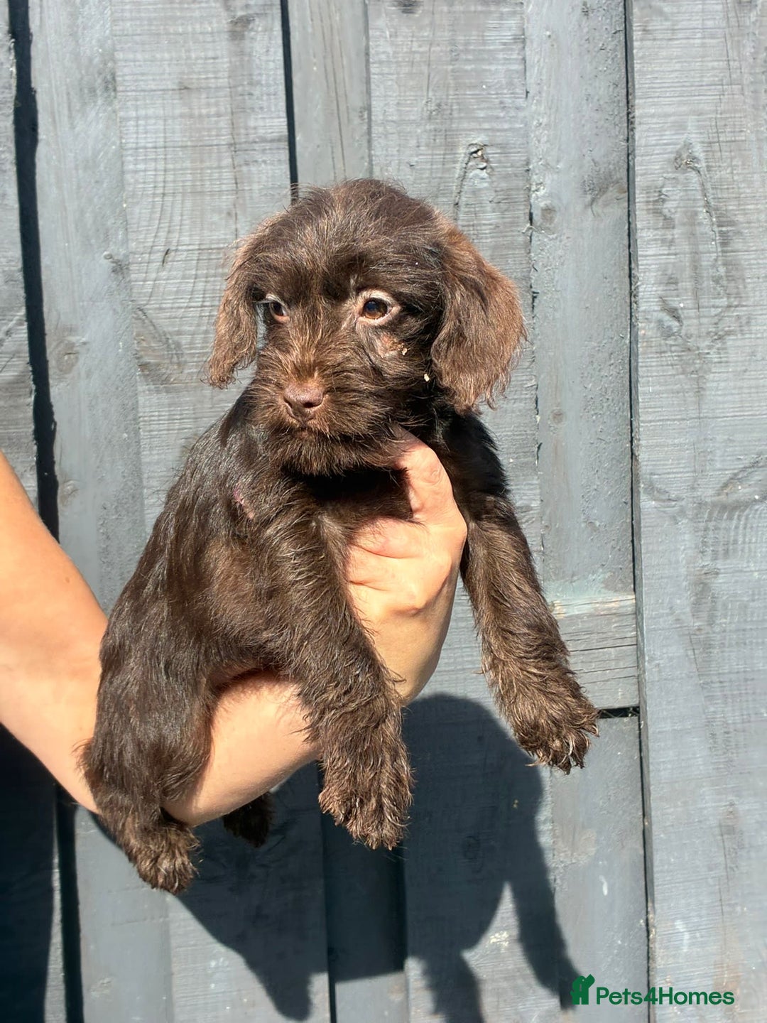 Patterdale Terrier dogs for sale: ⭐️ Patterdale puppies only 2 girls available ⭐️ - Image 5
