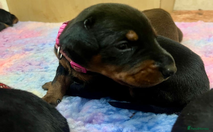 Dobermann dogs - Advert 7