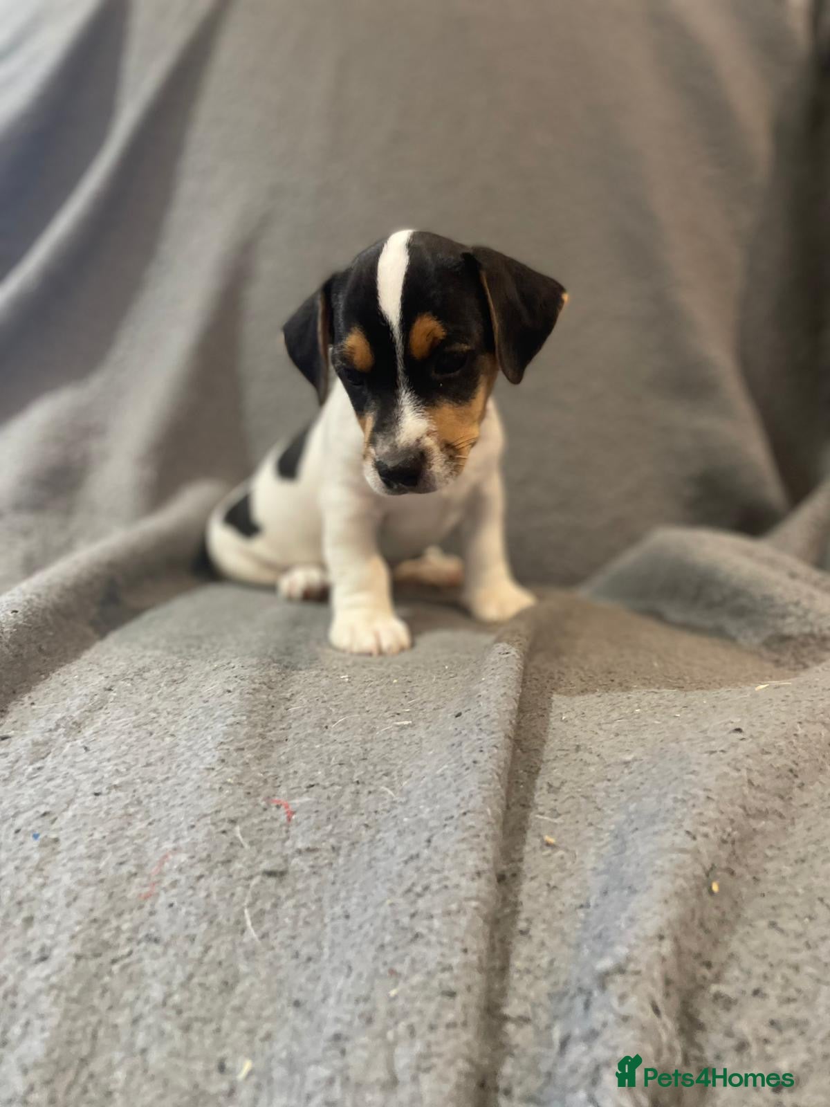 Jack Russell dogs jack russell puppies  - Advert 1