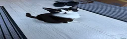 Mixed Breed cats for sale: Cats for sale  - Advert 8