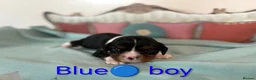 Cavalier King Charles Spaniel dogs for sale: Health Tested Cavalier King Charles  - Advert 8