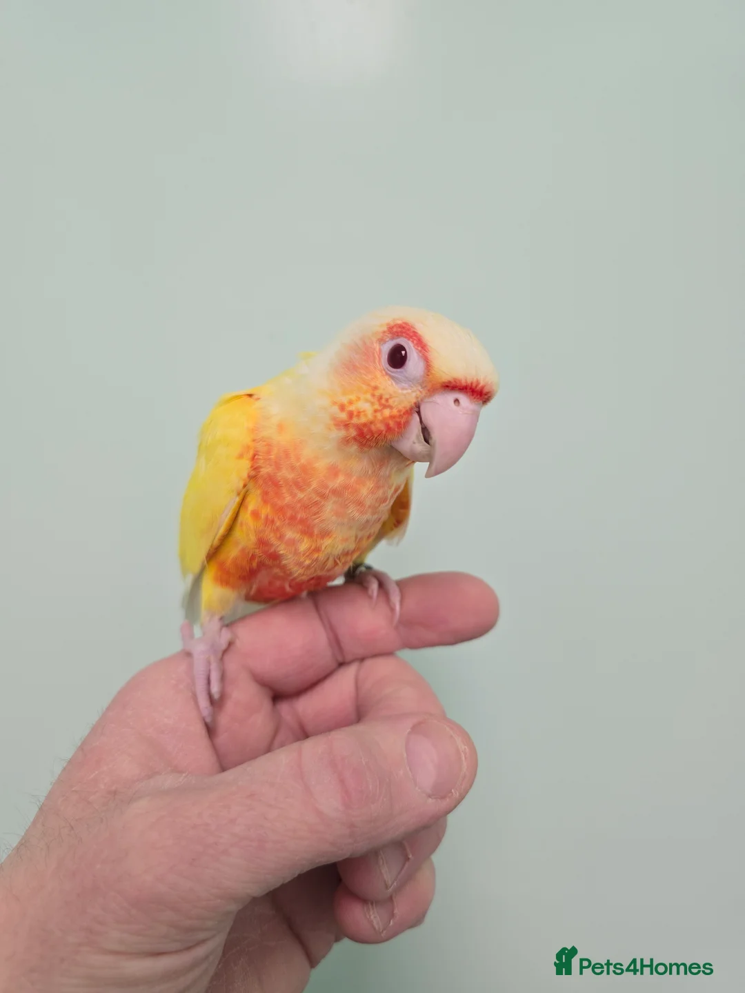 Conures birds for sale: Stunningly Gorgeous Handreared Conures!!! - Advert 2