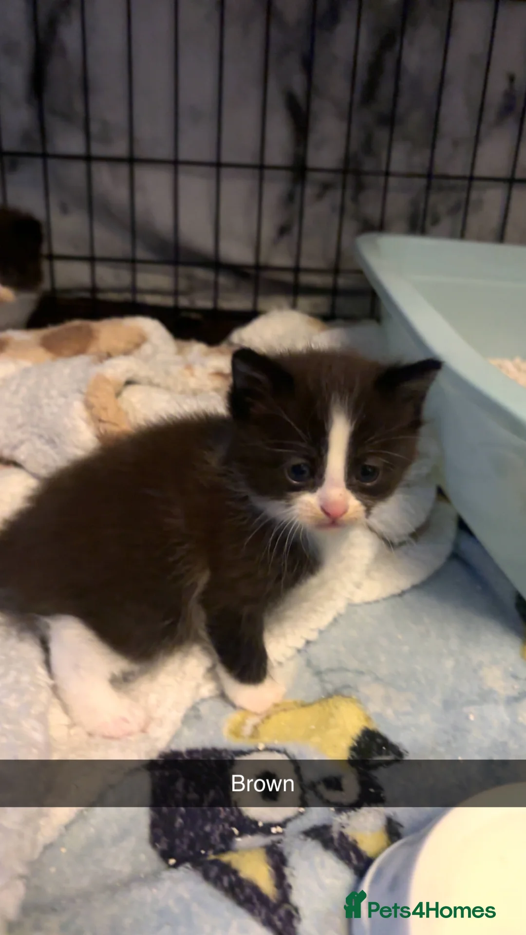 Domestic Shorthair cats for sale: 4 Tuxedo Kittens - Advert 8