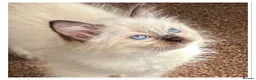 Ragdoll cats for sale: 6 cute pure breed Ragdoll kittens 2 boys 4 girls  - Advert 5