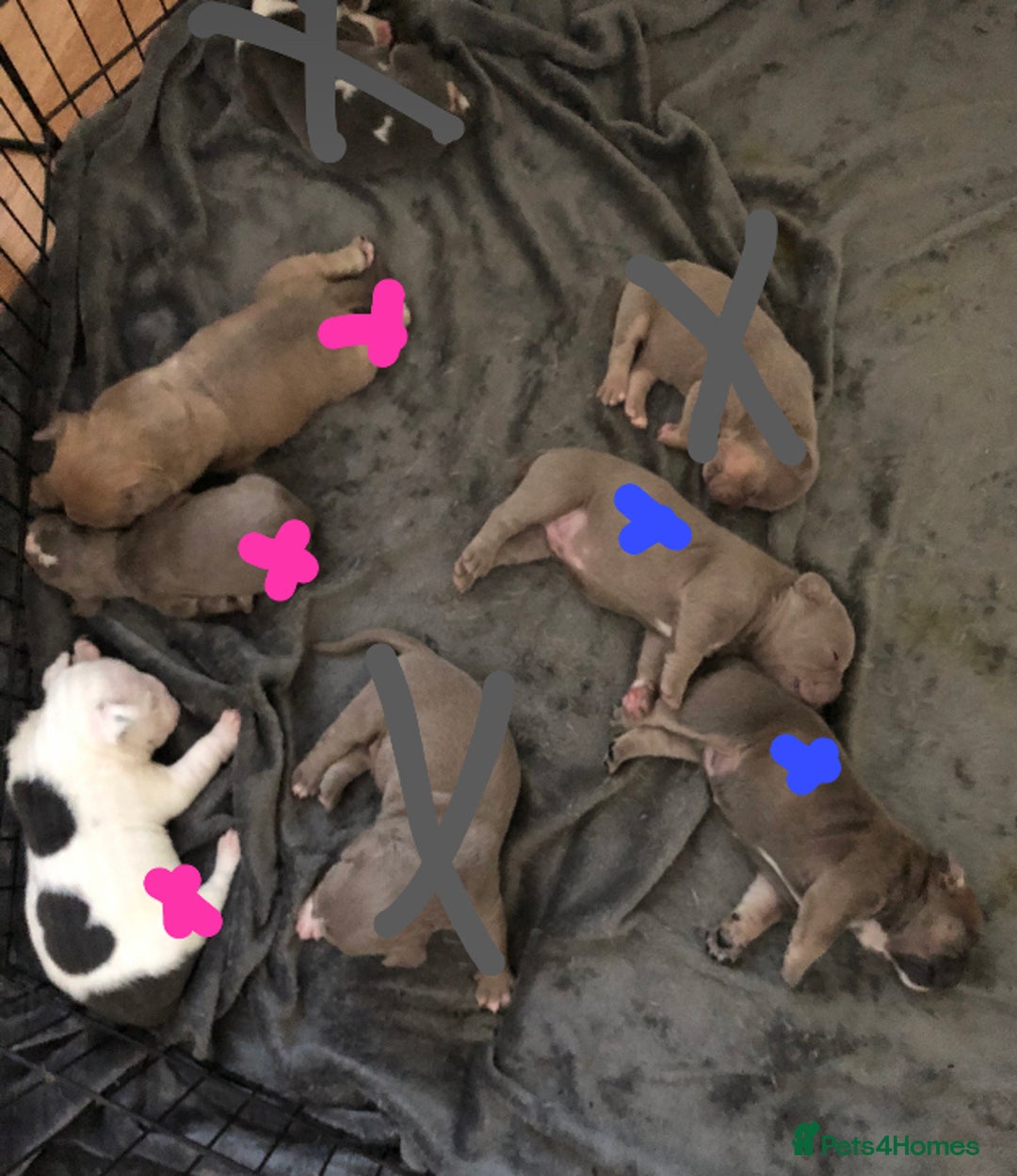 Mixed Breed dogs for sale: Incredible bulldog x FOR-SALE  - Image 3