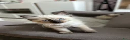 Ragdoll cats for sale: 😽Beautiful Ragdoll Kittens 😽 - Advert 8