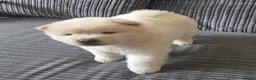 Chow Chow dogs for sale: 🐾Tiny trouble makers, ready to rule your home🐻 - Advert 21