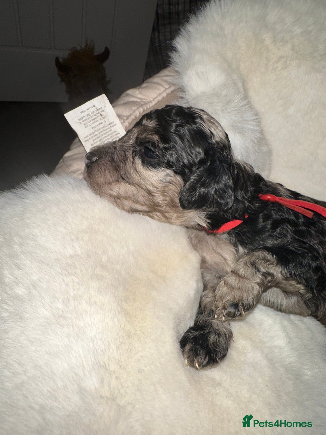 Cockapoo dogs for sale: Stunning cockapoos - Advert 6
