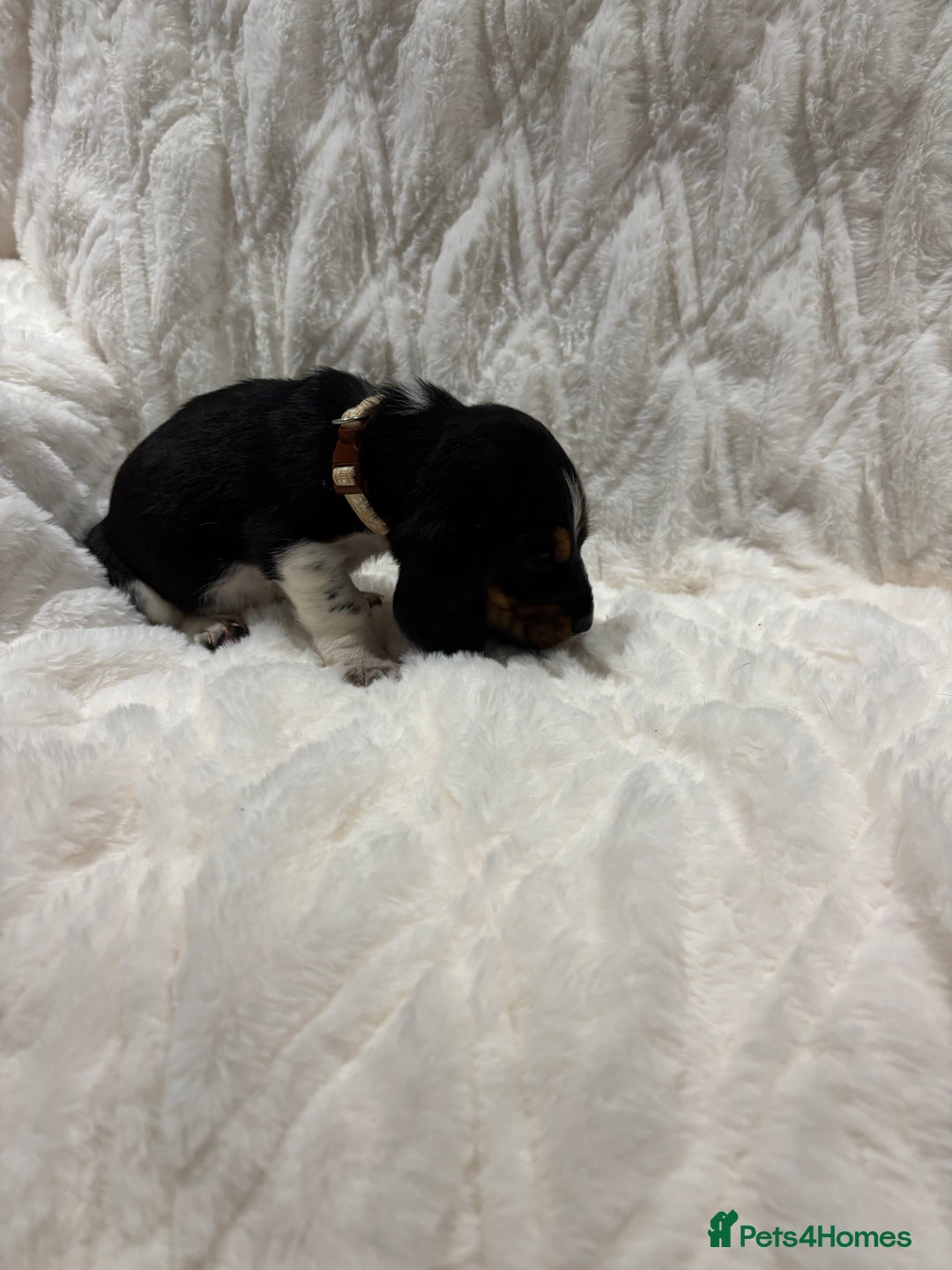 Basset Hound dogs for sale: Bassett hound puppies  - Advert 21