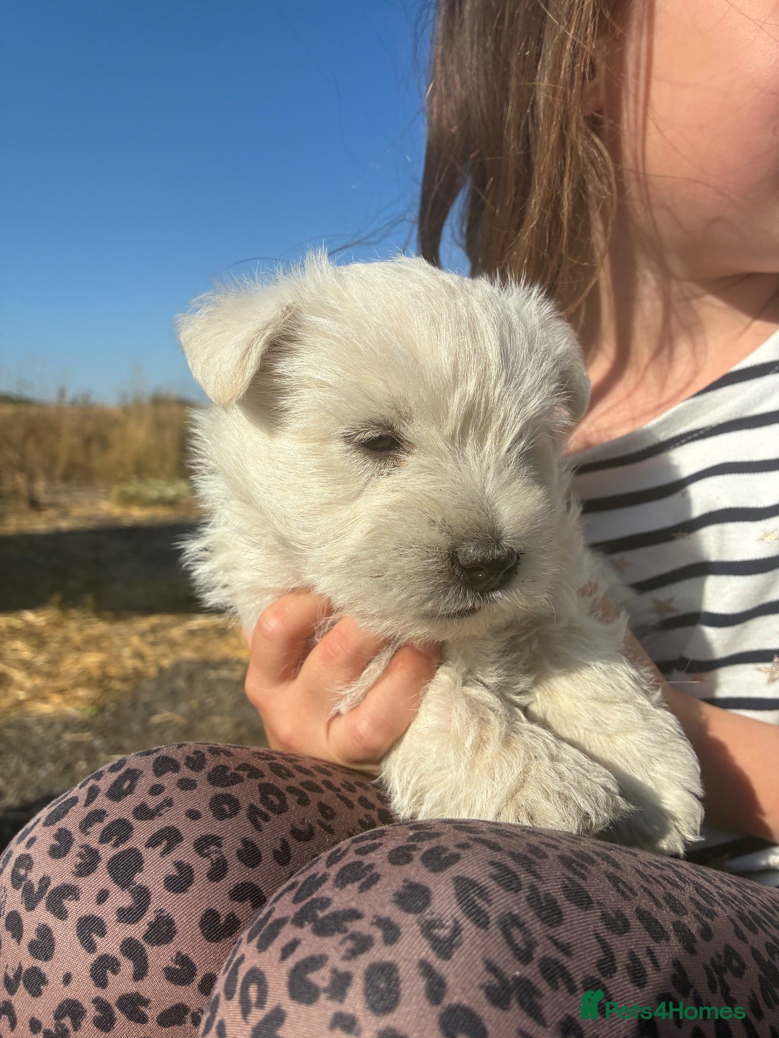 West Highland Terrier dogs West highland terrier puppies  - Advert 2