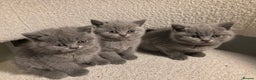 British Shorthair cats for sale: Only 1 girl left!! Pure British shorthair kittens  - Advert 1
