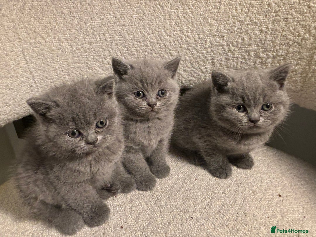 British Shorthair cats for sale: Only 1 girl left!! Pure British shorthair kittens  - Advert 1