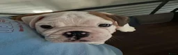 English Bulldog dogs for sale: Charming PURE English Bulldogs - 2 Boys & 1 Girl - Advert 6