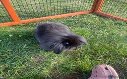 Mini Lop rabbits for sale: Male mini lop babies READY TO LEAVE  - Image 26